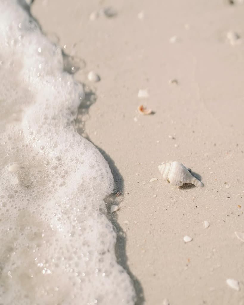 Shell on the shoreline with sea foam